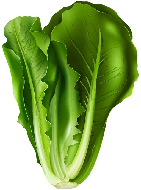 Download High Quality vegetables clipart lettuce Transparent PNG Images - Art Prim clip arts 2019