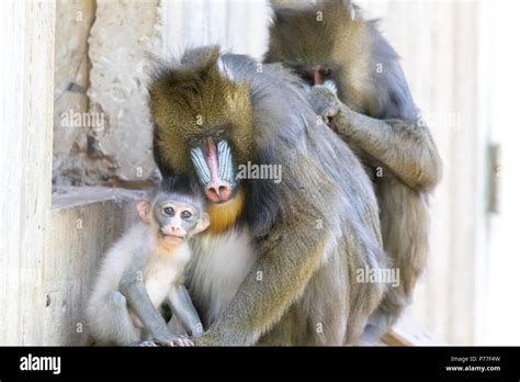 Mandrill Family in the zoo Stock Photo - Alamy