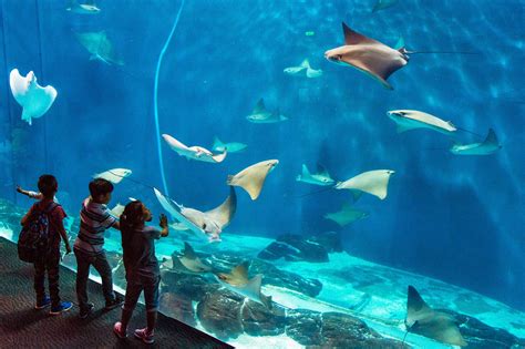 Shanghai Ocean Aquarium, Shanghai: How To Reach, Best Time & Tips