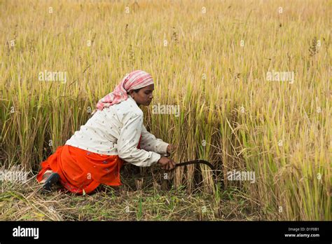 Sickle harvesting hi-res stock photography and images - Alamy