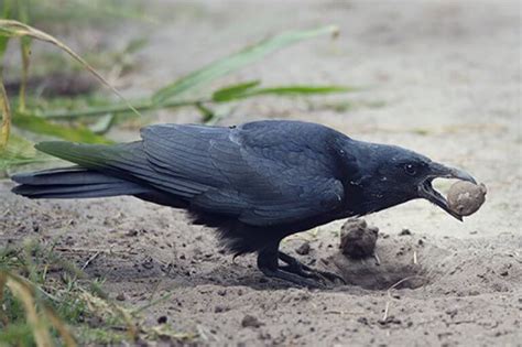 What Do Crows Eat? (And the Crafty Tricks They Use To Gather Food)