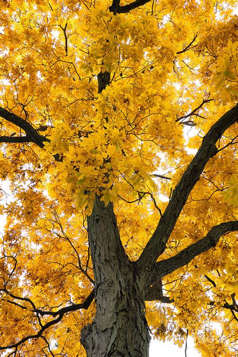 Shagbark Hickory Tree Photograph by Charline Xia | Pixels