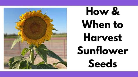 Harvesting Sunflower Seeds - How & When to Harvest Sunflower Seeds - Together Time Family