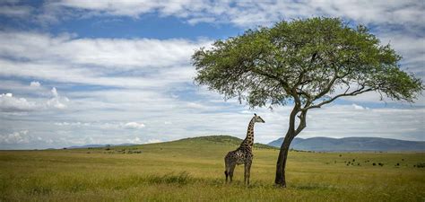 The Giraffe-African Savanna Relationship: It’s Complicated