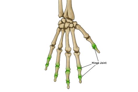 Hinge Joint - Mammoth Memory definition - remember meaning