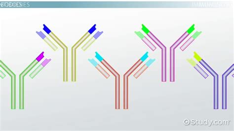 Antibodies | Definition, Functions, Types & Examples - Lesson | Study.com