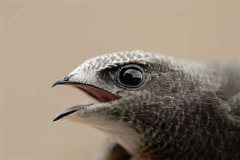 Swift (Apus apus) | Animals beautiful, Unusual animals, Bird photo