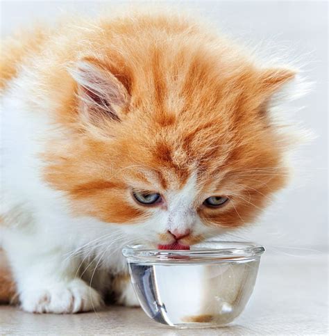 Kitten Drinking Milk from a Carton Dripping Stock Image - Image of baby, adorable: 100996221