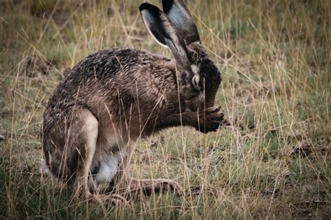 Captive Hares Released as Cruel Hare Coursing Paused