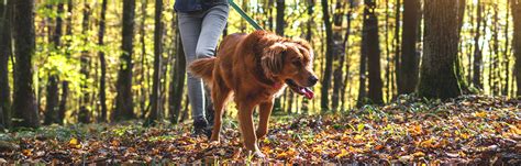 24Petwatch: Discover the best dog-friendly hiking trails in US and Canada