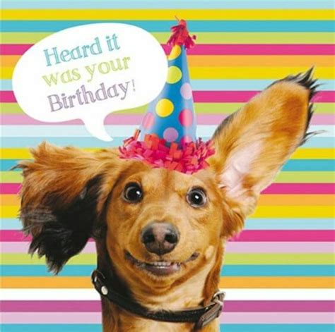 Happy Birthday Funny Style to Make Happy Your Loved Ones 84 | Happy birthday dachshund, Dog ...