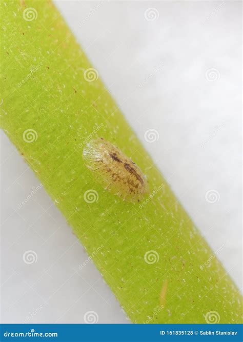 Scale Insects Pest. the Growth Stage of Imago Stock Photo - Image of ...