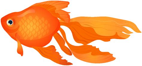 Download High Quality goldfish clipart high resolution Transparent PNG ...