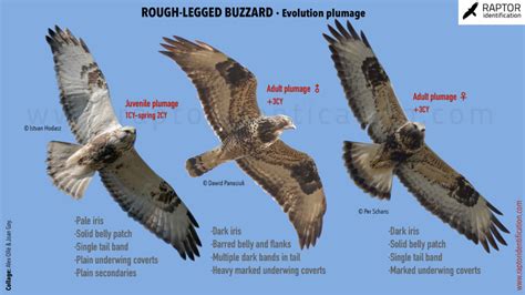 Rough-Legged Buzzard: evolution of plumages – Raptor Identification ...