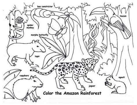 Rainforest Animals And Plants Drawings