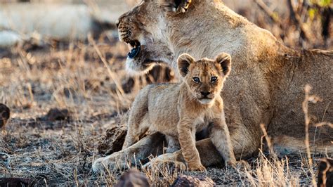 Familia de Animales español Latino Online Descargar 1080p