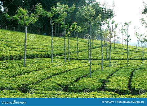 Tea Plantation Royalty Free Stock Photography - Image: 7606897