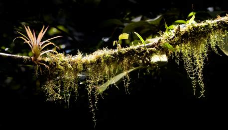 Great Tips for Growing Epiphytes - Bromeliad Plant Care