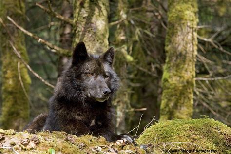 Alexander Archipelago Wolf Size