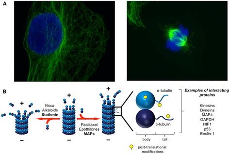 Microtubules are dynamic structures that interact with diverse... | Download Scientific Diagram