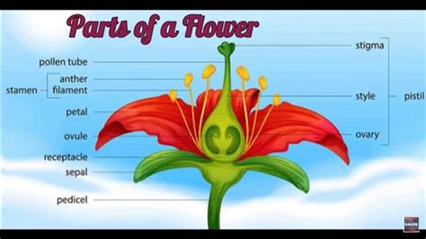 Parts of a Flower and their Functions - YouTube