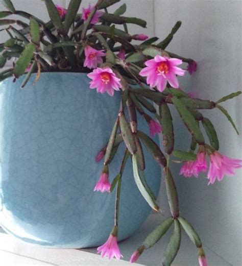 Hatiora Rosea (Easter cactus) - Succulent Guide