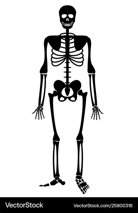 Human skeleton bones anatomy skeleton Royalty Free Vector