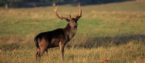 Melanistic Deer (what are they, how rare are they, what do they look like?)