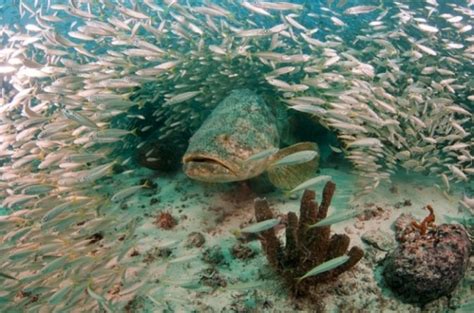 Is The Atlantic Goliath Grouper Endangered?