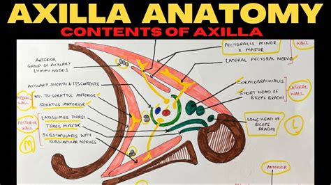 Axilla Anatomy (2/2) | Contents of Axilla | Upper Limb Anatomy - YouTube