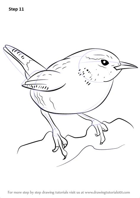 How to Draw a Wren (Birds) Step by Step | DrawingTutorials101.com