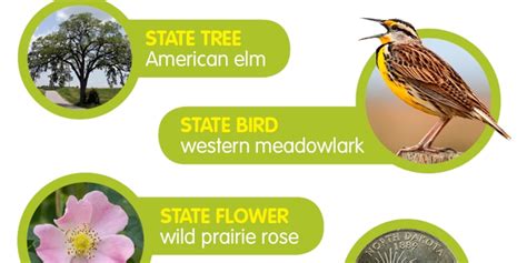 North Dakota State Bird Flower And Tree | Best Flower Site