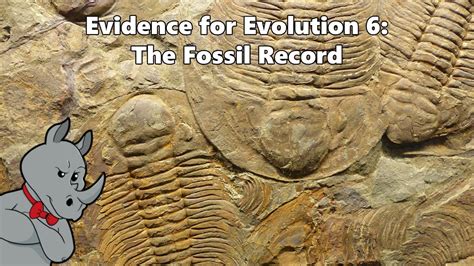 Evidence Of Evolution Fossil Record Examples