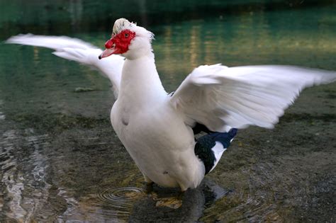 File:Duck wings outstretched.jpg - Wikipedia
