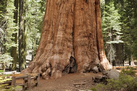 Giant Sequoia: Forest’s Majesty