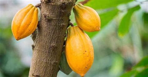 How to Grow Cocoa Tree - Step-by-step guide