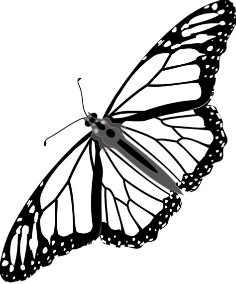 Butterfly Monarch Insect · Free vector graphic on Pixabay