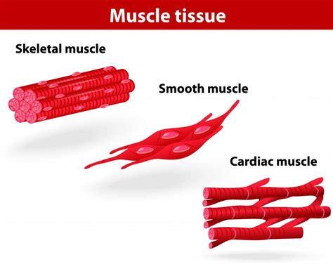 Examples Of Muscle Tissue