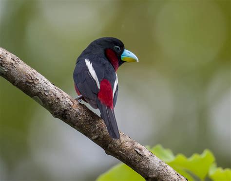 Birding Sepilok, Borneo (Part 2) - 10,000 Birds