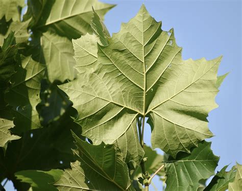 Sycamore Tree Leaves