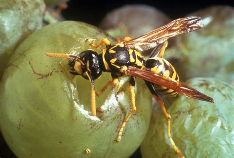 Wasp Eating Grape Photograph by Perennou Nuridsany - Fine Art America