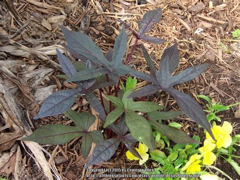 Photo of the leaves of Ornamental Sweet Potato (Ipomoea batatas 'Blackie') posted by ...