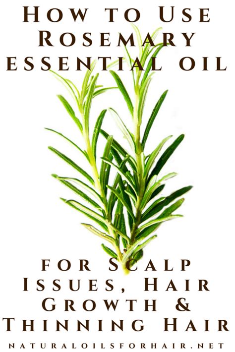 Rosemary Oil for Scalp Issues, Hair Growth & Thinning Hair | Natural ...