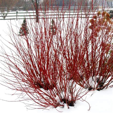 'Arctic Fire' Red-twig Dogwood - Landscape Design, Installation ...