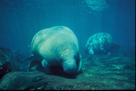 Free picture: manatee, marine mammals, underwater
