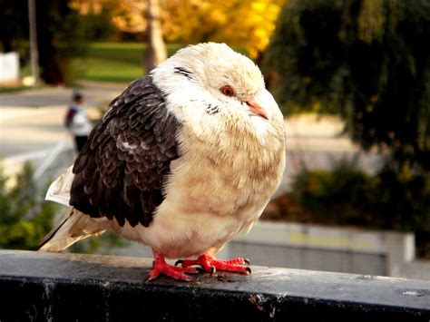 pigeon | Pigeon outside of Evangelismos Metro Station Athens… | Flickr