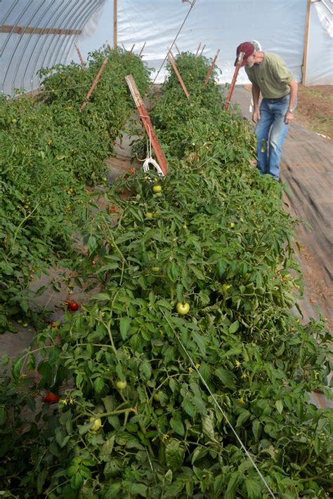 High tunnel-grown tomatoes go to Amarillo supermarket - AgriLife TodayAgriLife Today