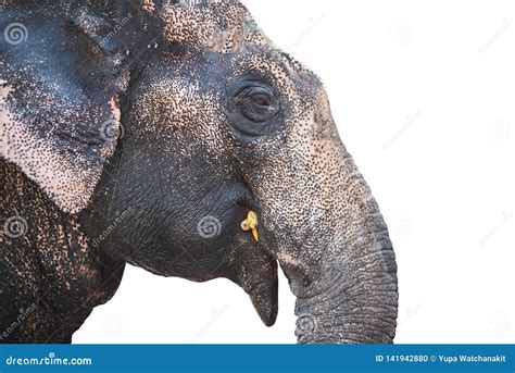 Elephant eating banana stock photo. Image of skin, natural - 141942880