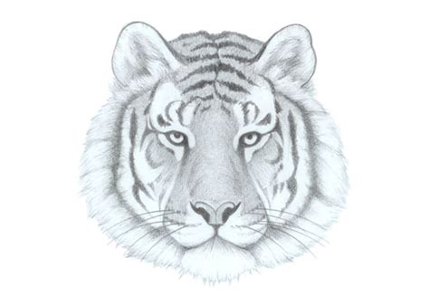 How to Draw a Tiger Face & Head Step by Step - EasyDrawingTips