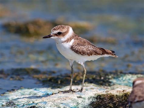 Kentish Plover Bird Facts (Charadrius alexandrinus) | Birdfact